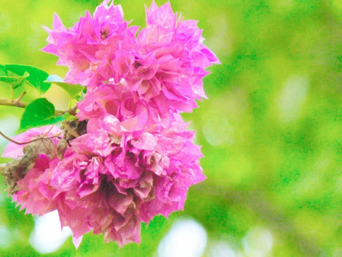 绿色花园小屋度假村 坦加拉 外观 照片