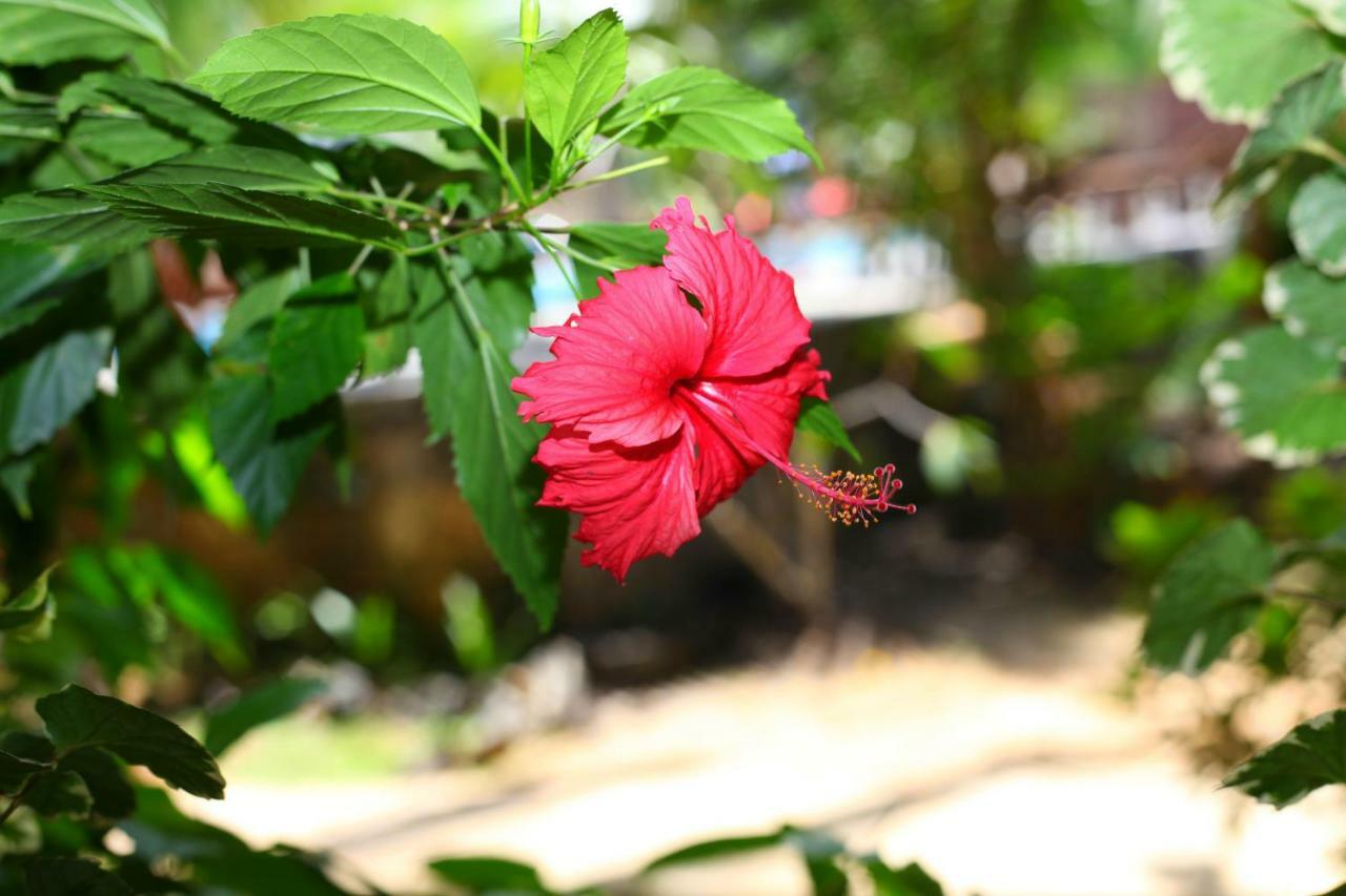 绿色花园小屋度假村 坦加拉 外观 照片