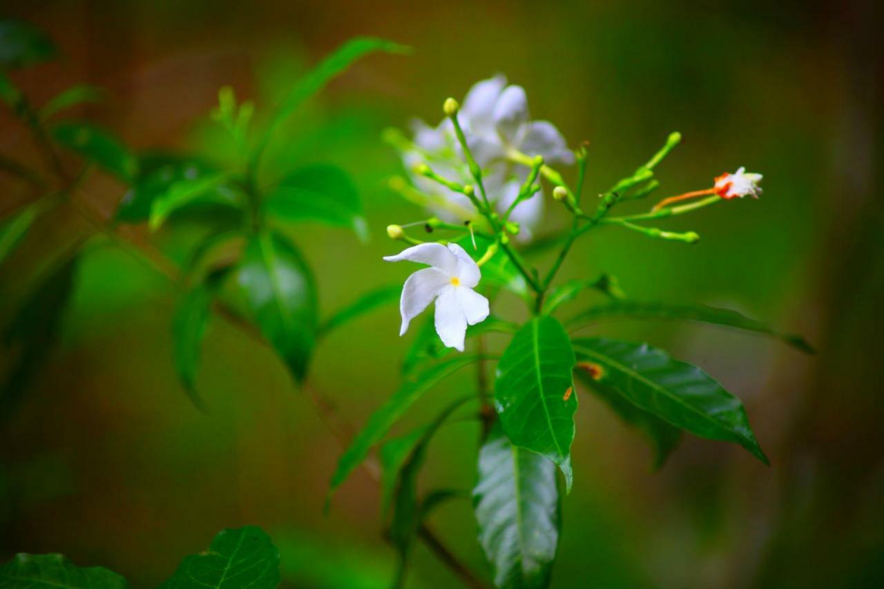 绿色花园小屋度假村 坦加拉 外观 照片